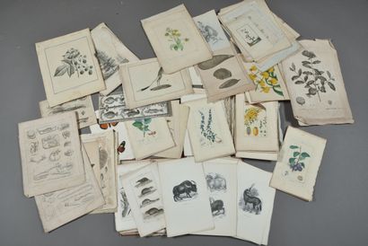 BOTANY AND ZOOLOGY. 
Set of lithographed...