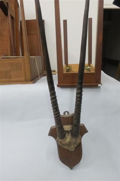 Massacre de gazelle monté sur bois