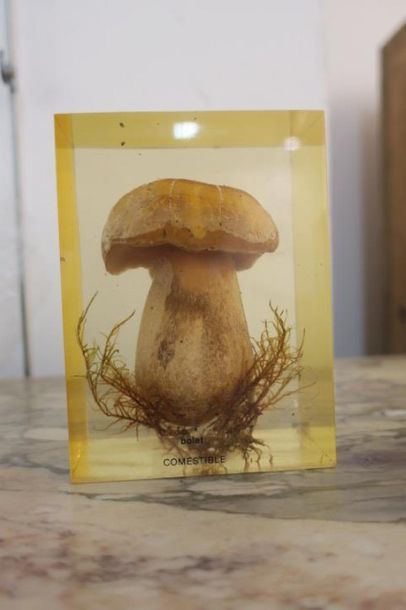 Bolet comestible. 