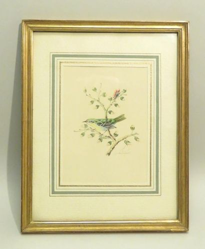 Oiseau et papillon sur une branche de pivoiniers....
