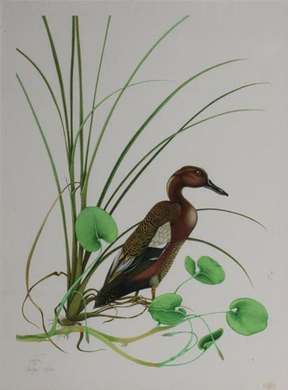 Gaëtan DU CHATENET (Xxème)
Canard. Lithographie...