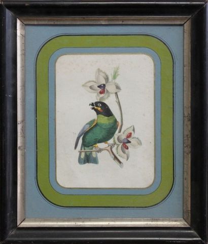 Perruche. Gravure rehaussée d'aquarelle,...
