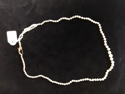 Falling necklace of first generation cultured...
