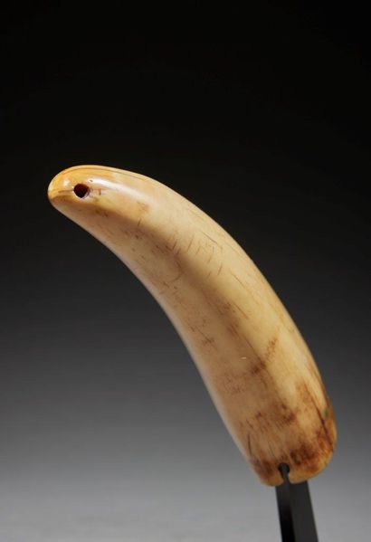* Pendant
Fiji
Walrus tooth
H. 13 cm
Provenance...