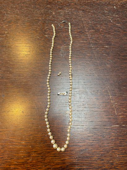 Debris of necklace of cultured pearls in...