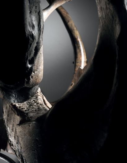 CRÂNE DE MAMMOUTH LAINEUX
Mammuthus primigenius
Pléistocène...