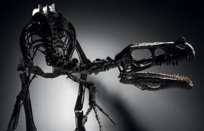 DINOSAURE THÉROPODE CARNIVORE
Ornitholestes...
