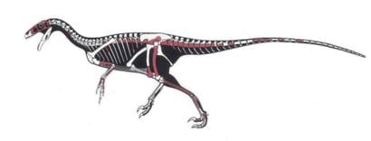 DINOSAURE THÉROPODE CARNIVORE
Ornitholestes...