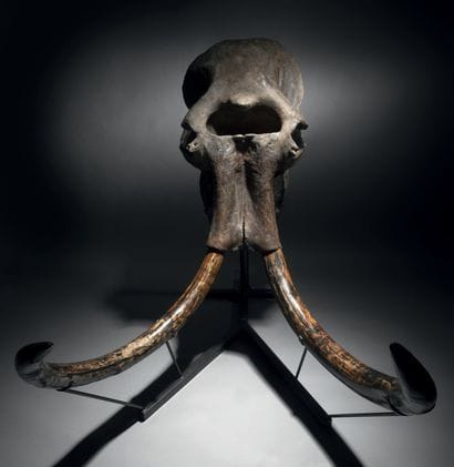 CRÂNE DE MAMMOUTH LAINEUX
Mammuthus primigenius
Pléistocène...