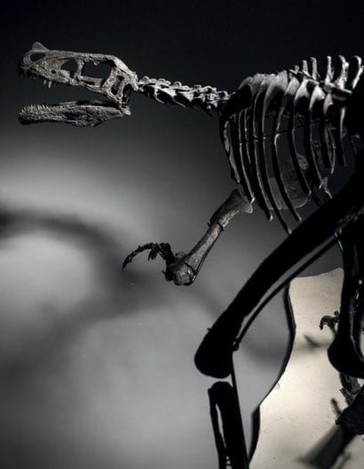 DINOSAURE THÉROPODE CARNIVORE
Ornitholestes...