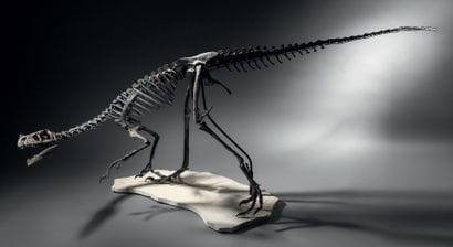 DINOSAURE THÉROPODE CARNIVORE
Ornitholestes...