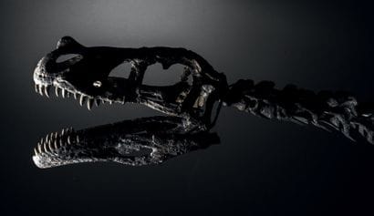 DINOSAURE THÉROPODE CARNIVORE
Ornitholestes...