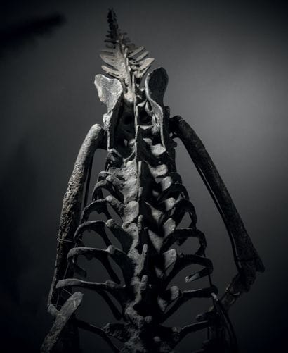DINOSAURE THÉROPODE CARNIVORE
Ornitholestes...