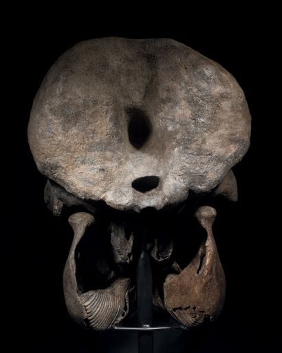 CRÂNE DE MAMMOUTH LAINEUX
Mammuthus primigenius
Pléistocène...