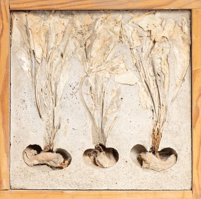 Roy ADZAK (1927-1987) Dehydrated turnips,...