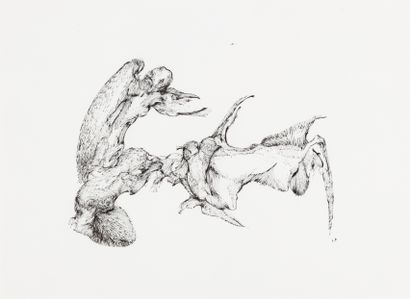 ECOLE MODERNE Oiseaux Dessin à la plume,...