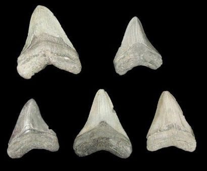 CINQ DENTS DE CARCHARODON MEGALODON Ere tertiaire...
