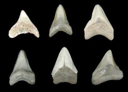 SIX DENTS DE CARCHARODON MEGALODON Ere tertiaire...