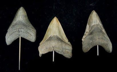 TROIS DENTS DE CARCHARODON MEGALODON Ere...
