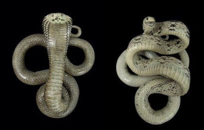 LOT DE TROIS SERPENTS COBRA NATURALISÉS Indonésie...