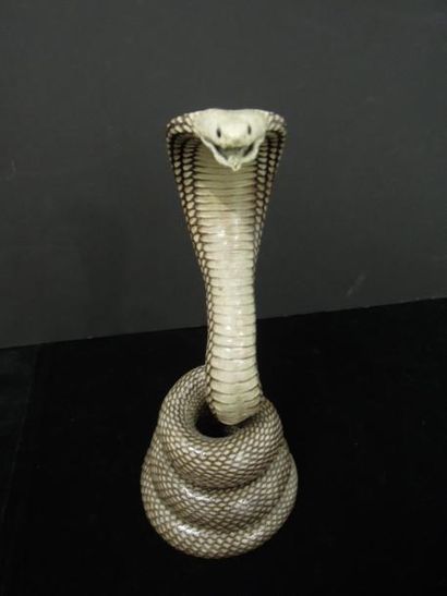 LOT DE TROIS SERPENTS COBRA NATURALISÉS Indonésie...