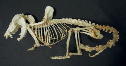 OPOSSUM DE VIRGINIE DIDELPHIS VIRGINIANA...