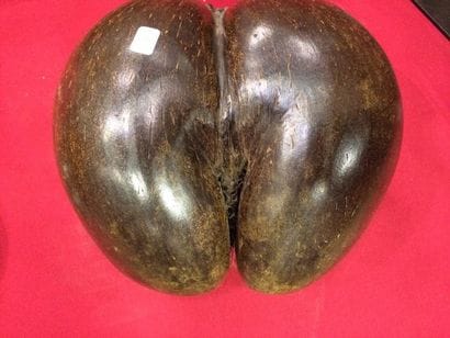 *COCO FESSE LODOICEA MALDIVICA Annexe III/c...