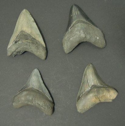 QUATRE DENTS DE CARCHARODON MEGALODON Ere...