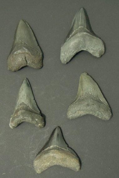 CINQ DENTS DE CARCHARODON MEGALODON Ere tertiaire...