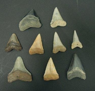 NEUF DENTS DE CARCHARODON MEGALODON Ere tertiaire...