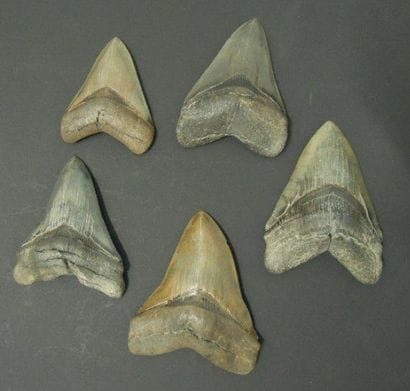 CINQ DENTS DE CARCHARODON MEGALODON Ere tertiaire...