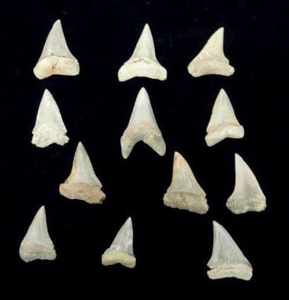 DOUZE DENTS DE CARCHARODON MEGALODON Ere...