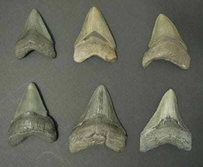 SIX DENTS DE CARCHARODON MEGALODON Ere tertiaire...