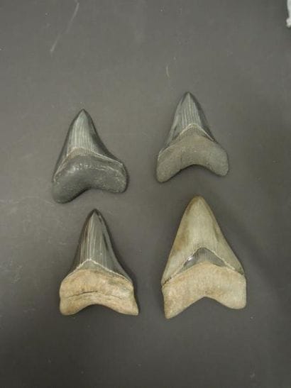QUATRE DENTS DE CARCHARODON MEGALODON Ere...