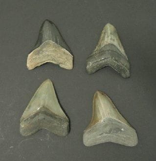 QUATRE DENTS DE CARCHARODON MEGALODON Ere...