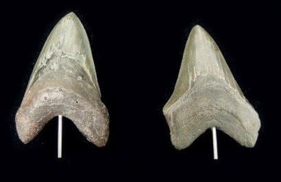 DEUX DENTS DE CARCHARODON MEGALODON Ere tertiaire...