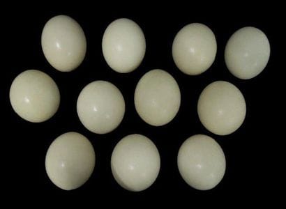 ENSEMBLE DE 11 OEUFS D'AUTRUCHE