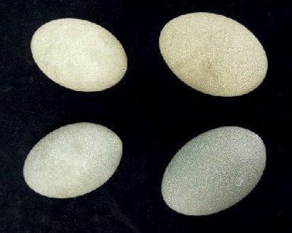 ENSEMBLE DE QUATRE OEUFS DE CASOAR L. 14...
