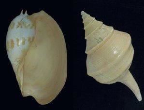 LOT DE TROIS IMPORTANTS COQUILLAGES Syrinx...