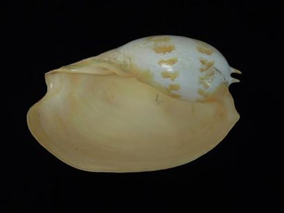 LOT DE TROIS IMPORTANTS COQUILLAGES Syrinx...