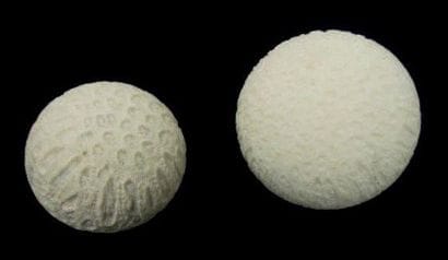DEUX SPHÈRES en corail blanc Annexe II/B