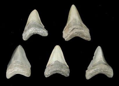 CINQ DENTS DE CARCHARODON MEGALODON Ere tertiaire...