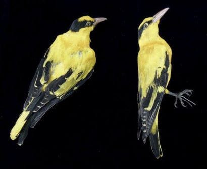 LORIOT DE CHINE ORIOLUS CHINENSIS