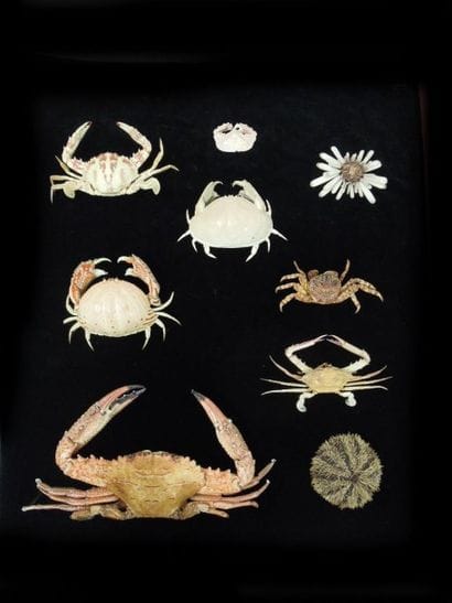 LOT DE CRABES ET COQUILLAGES dans un cof...