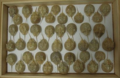 ENSEMBLE DE 12 CRABES dans un coffret On...