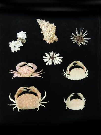 ENSEMBLE DE 12 CRABES dans un coffret On...