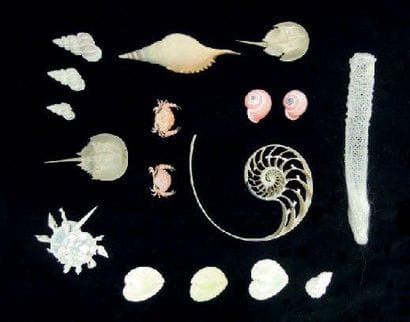 ENSEMBLE DE COQUILLAGES COMPRENANT: escargots,...