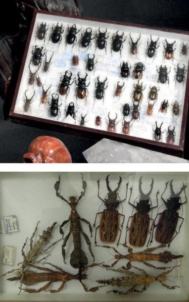 ENSEMBLE DE 9 BOITES D'INSECTES dont Macrodontia...