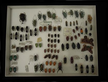 ENSEMBLE DE 9 BOITES D'INSECTES dont Macrodontia...
