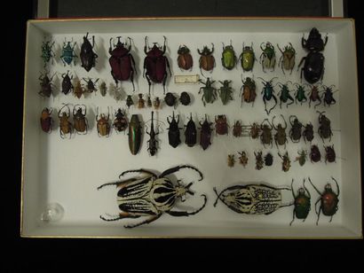ENSEMBLE DE 9 BOITES D'INSECTES dont Macrodontia...
